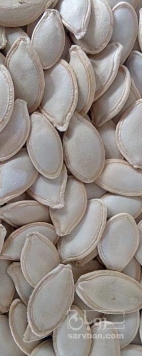 فروش تخم کدو