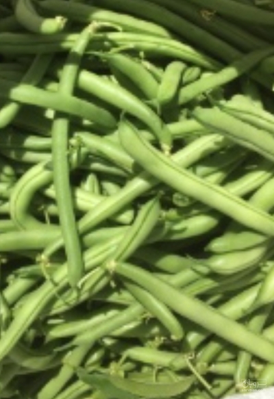 فروش لوبیا سبز