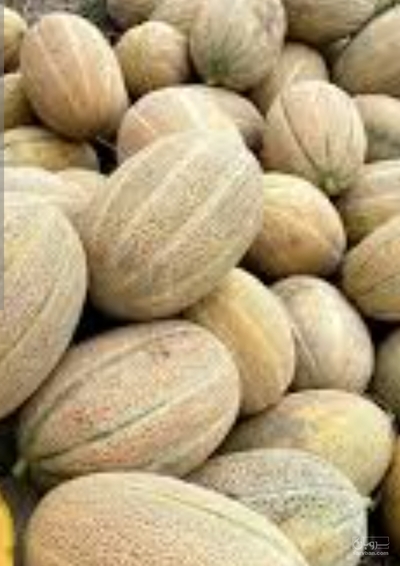 فروش خربزه