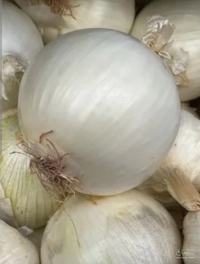 فروش پیاز