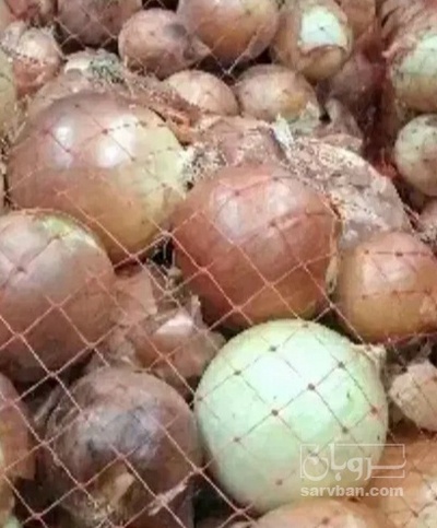 فروش پیاز