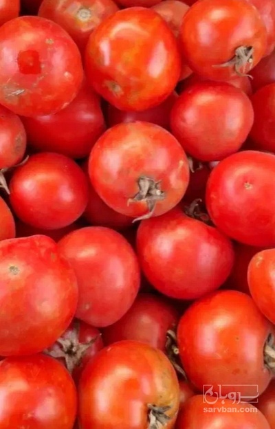 فروش گوجه فرنگی