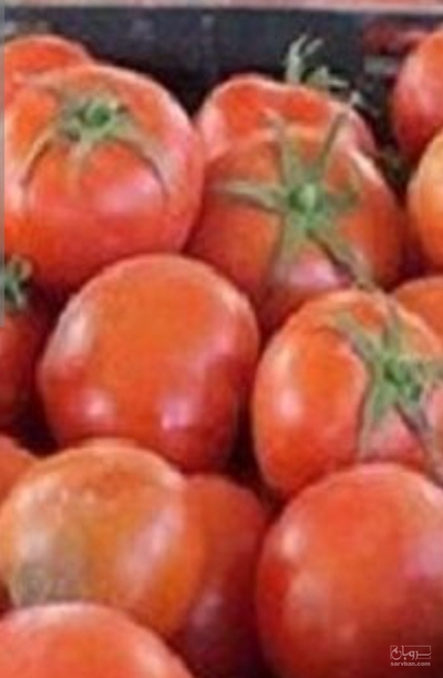 فروش گوجه فرنگی