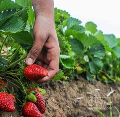 فروش توت فرنگی