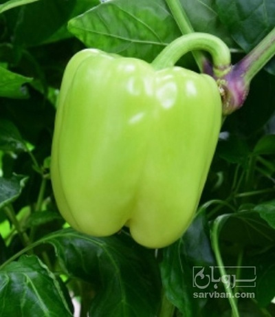 فروش فلفل دلمه ای فسفری