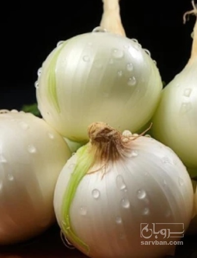 فروش پیاز سفید
