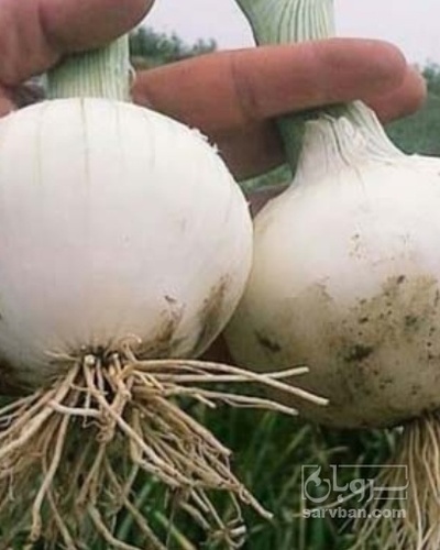 فروش پیاز سفید