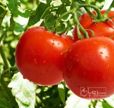 فروش گوجه فرنگی