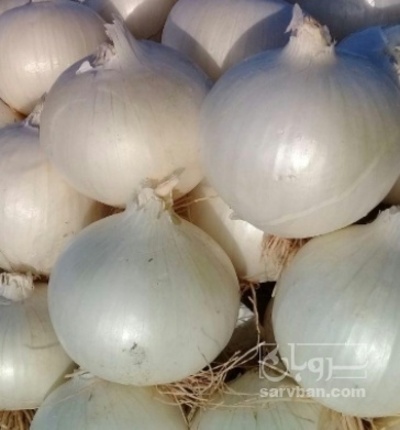 فروش پیاز سفید