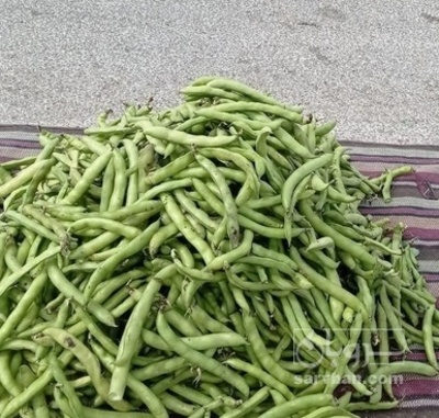 فروش باقلا تازه - باقالی - باقالا