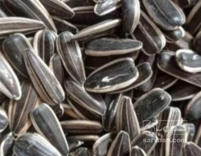 فروش تخمه آفتابگردان بود داده