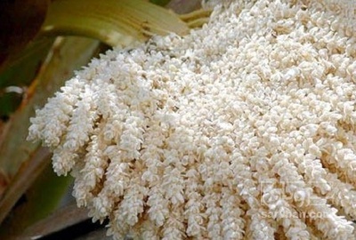 فروش گرده نخل  خرما