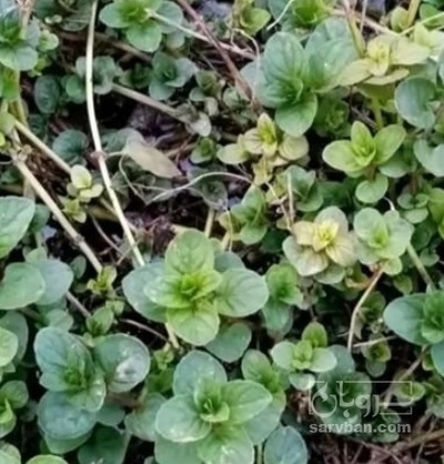 فروش  کوز ریشه نعناع