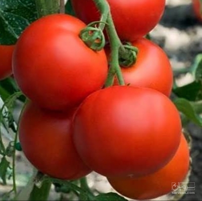 فروش گوجه فرنگی