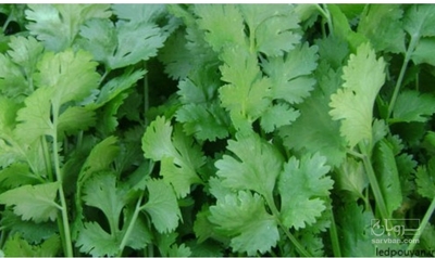 فروش گشنیز(ترکیب انواع سبزی خورشتی)