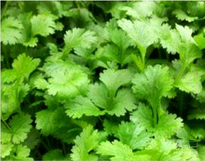 فروش جعفری تازه(ترکیب انواع سبزی خورشتی)