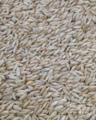 فروش  کتان طلایی