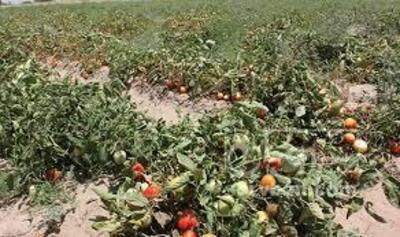 فروش گوجه فرنگی