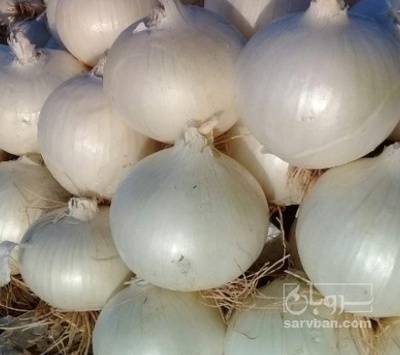 فروش پیاز سفید