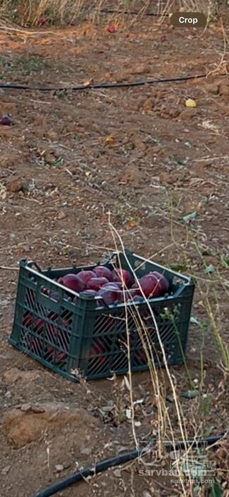 فروش سیب قرمز