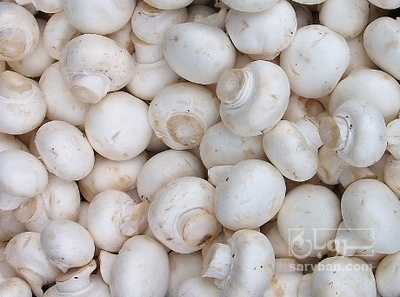 فروش قارچ دکمه ای