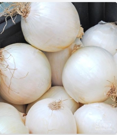فروش پیازسفید