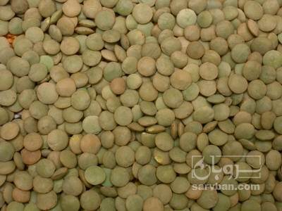 فروش عدس سبز