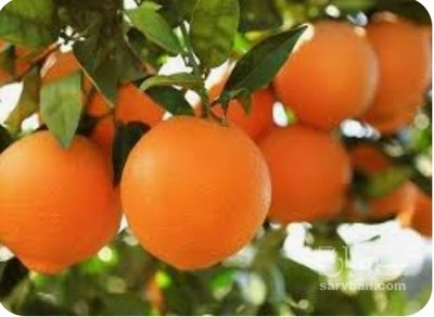 فروش پرتقال