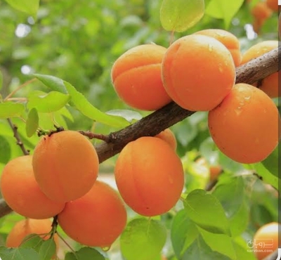 فروش زردآلو