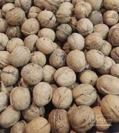 فروش گردو