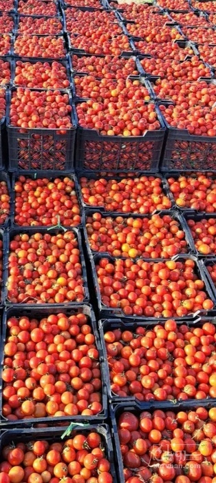فروش گوجه فرنگی