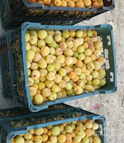 فروش زردآلو