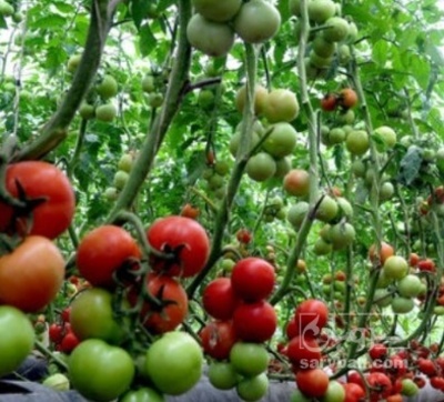 فروش گوجه فرنگی خوشه ایی هیدروپونیک