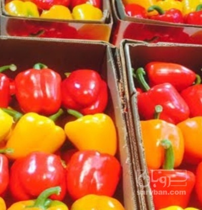 فروش فلفل دلمه ای