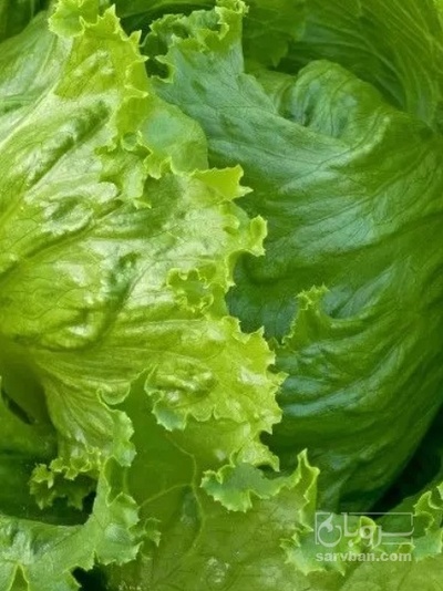 فروش کاهو ایسبرگ - آیسبرگ ماشینی