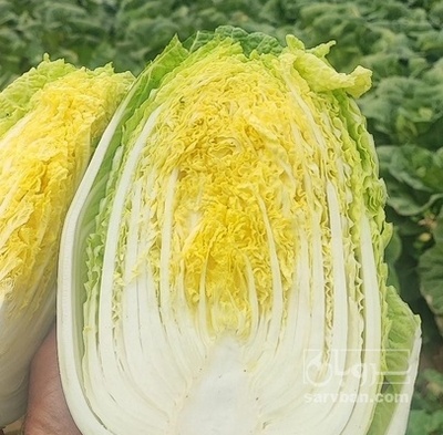 فروش کاهو چینی ماشینی