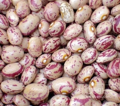 فروش لوبیا چیتی