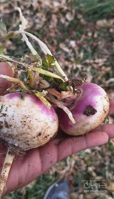 فروش شلغم هکتاری