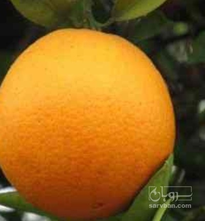 فروش پرتقال والنسیا