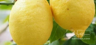 فروش لیمو ترش سنگی