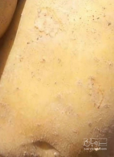 فروش سیب زمینی سانتا