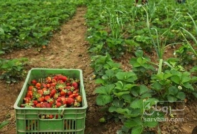 فروش توت فرنگی