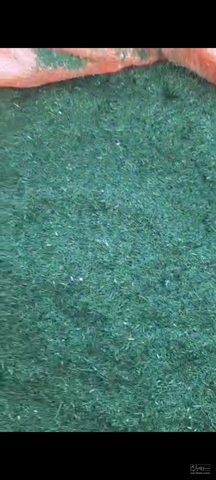 فروش شوید خشک (گیاه‌ دارویی)