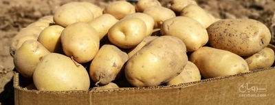 فروش سیب زمینی