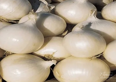فروش پیازسفید