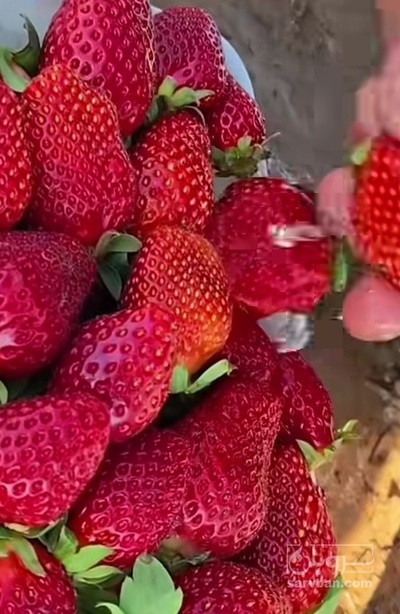 فروش توت فرنگی هوای ازاد