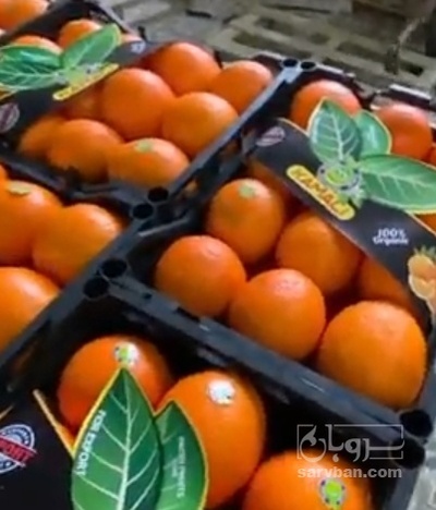 فروش پرتقال تامسون واکسی