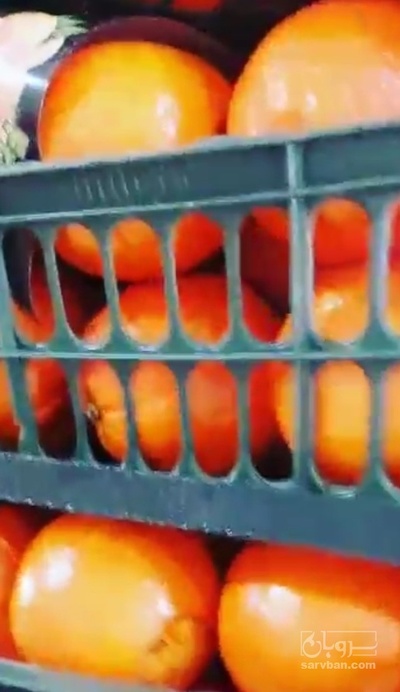 فروش پرتقال تامسون تک پلاستیک پیچ