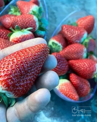فروش توت فرنگی