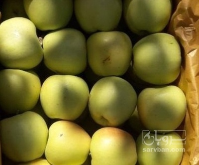 فروش سیب زرد